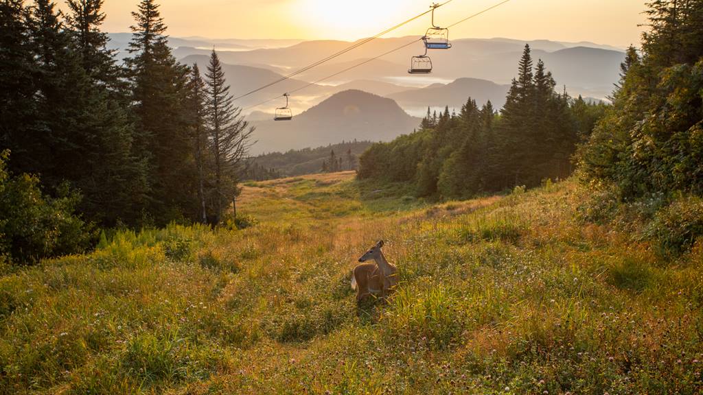 Summary of your compensation