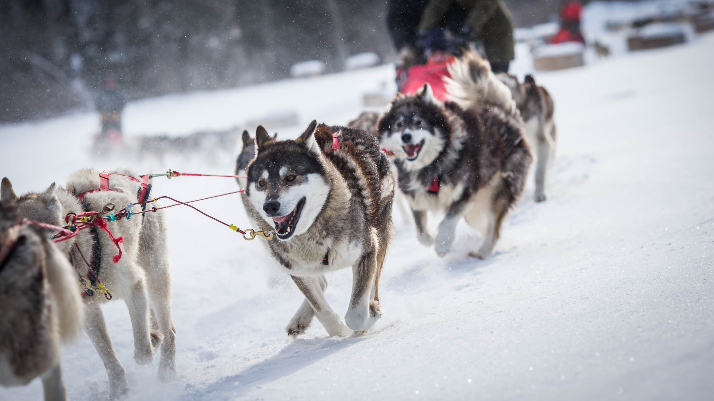 Dogsledding Tremblant