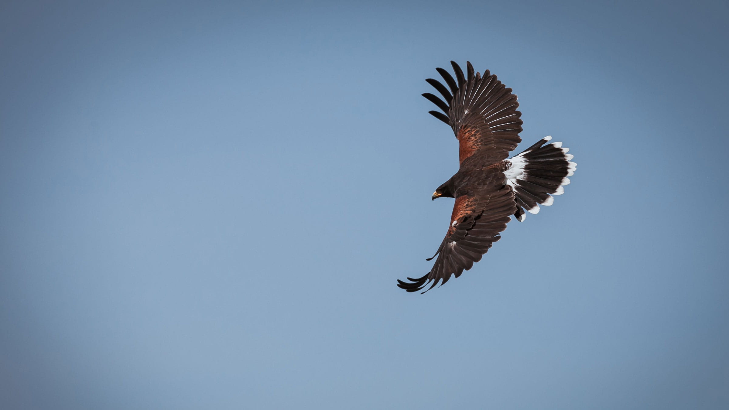 Birds Of Prey Show 