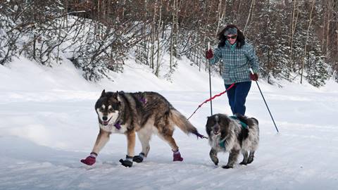 Cani-Snowsheing